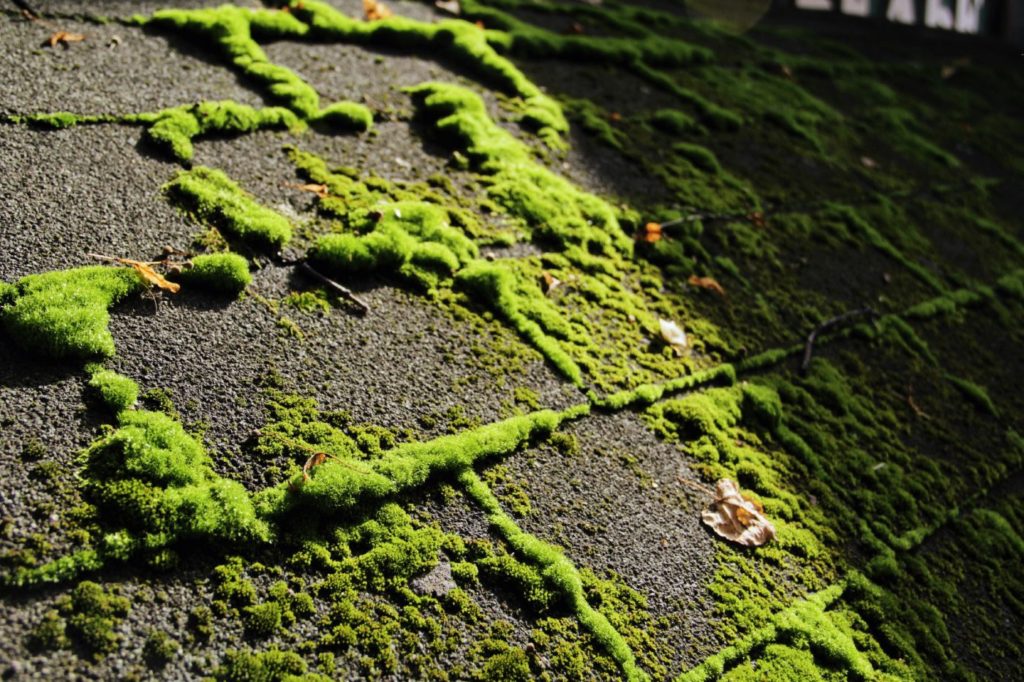 Algae and Moss Growth on Your Roof During Summer